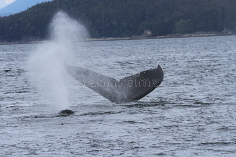 För val insidapassage in, Alaska fotografering för bildbyråer För val insidapassage in, Alaska fotografering för bildbyråer