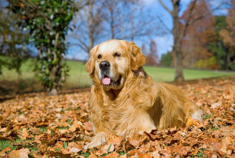 För vuxen hund guld- för gr retriever utomhus