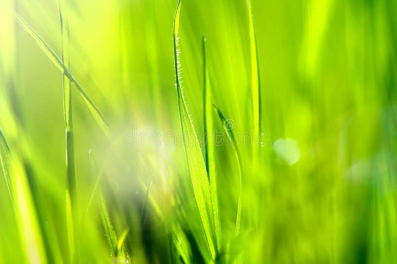 Spring and summer abstract nature background with grass and sun, close-up and macro. Spring and summer abstract nature background with grass and sun, close-up and macro