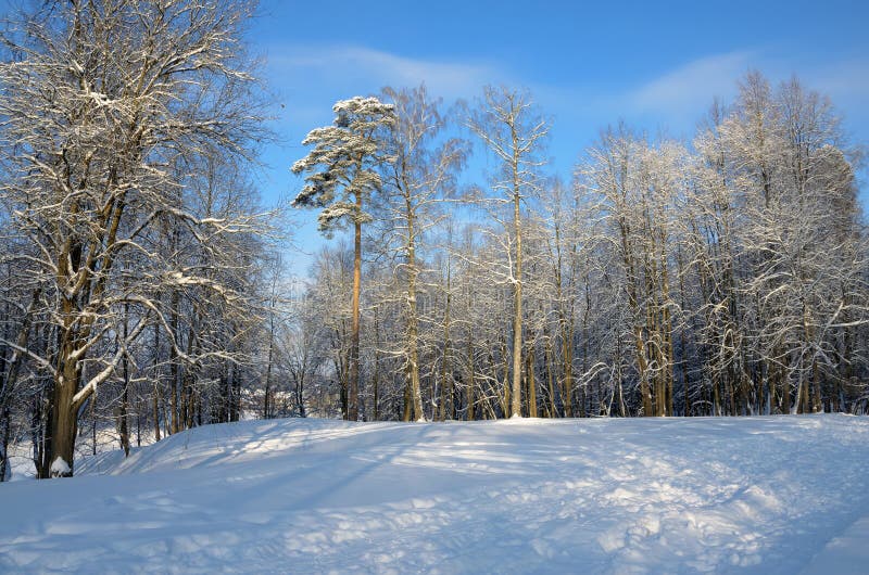 Förbluffa soligt frostigt landskap för vinter royaltyfri fotografi Förbluffa soligt frostigt landskap för vinter royaltyfri fotografi