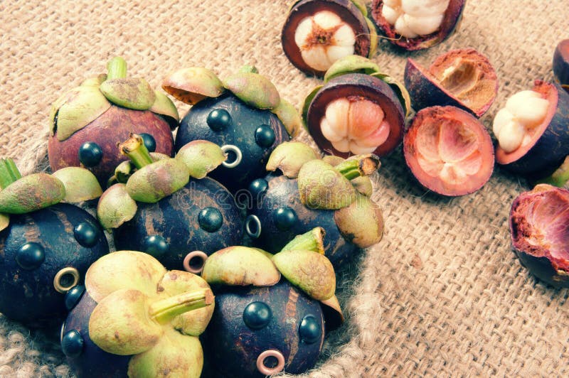 Amazing background with funny idea, impersonation, mangosteen with worried, anxious, humorous face, contrast among beauty look with rotten insside. Amazing background with funny idea, impersonation, mangosteen with worried, anxious, humorous face, contrast among beauty look with rotten insside