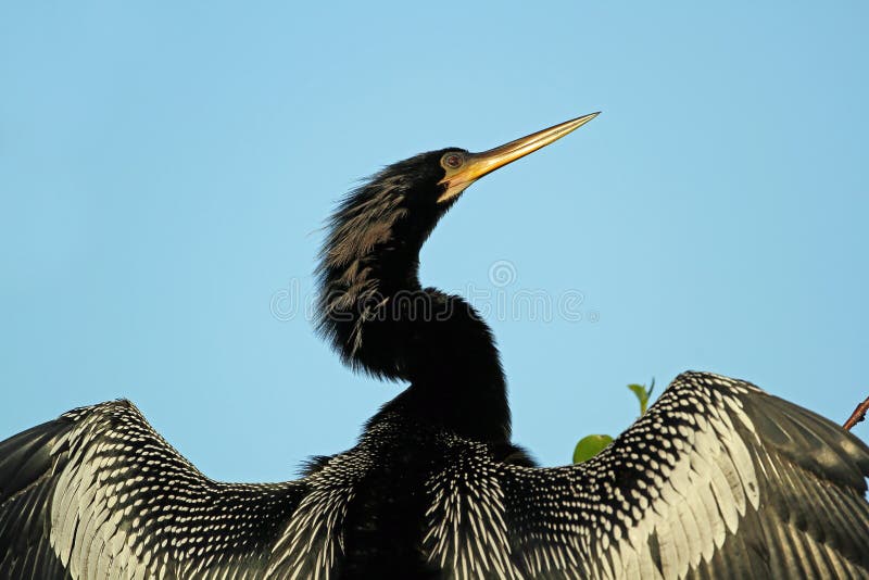 fördjupade male vingar för amerikansk anhinga arkivbilder fördjupade male vingar för amerikansk anhinga arkivbilder