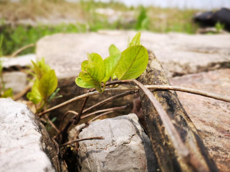 Spring coming from the ruins and being covered with active life. Spring coming from the ruins and being covered with active life