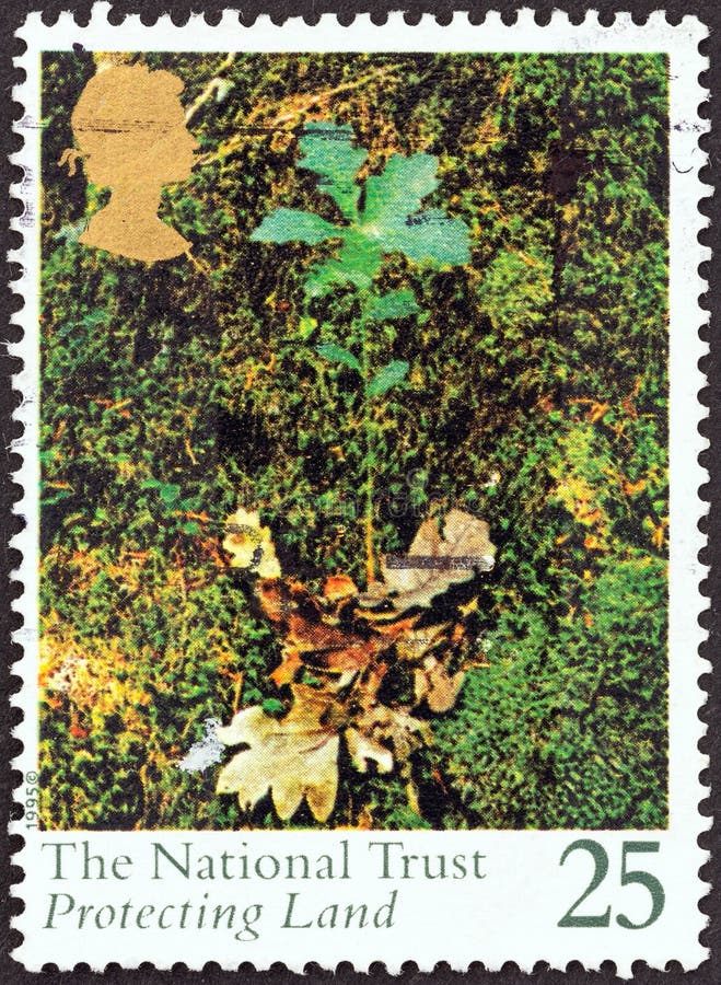 FÖRENADE KUNGARIKET - CIRCA 1995: En stämpel som är tryckt i Förenade kungariket visar Oak seedling, circa 1995 royaltyfria foton FÖRENADE KUNGARIKET - CIRCA 1995: En stämpel som är tryckt i Förenade kungariket visar Oak seedling, circa 1995 royaltyfria foton