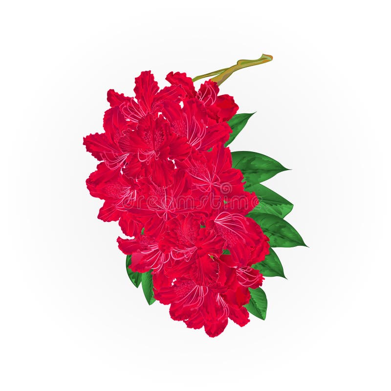 Förgrena sig den röda vektorn för tappning för busken för blommarhododendronberget royaltyfri illustrationer Förgrena sig den röda vektorn för tappning för busken för blommarhododendronberget royaltyfri illustrationer