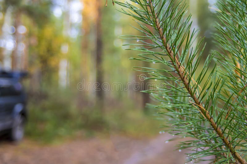 Förgrena sig det gröna barrträdet med regndroppar på suddig bakgrund av höstskogen arkivfoto Förgrena sig det gröna barrträdet med regndroppar på suddig bakgrund av höstskogen arkivfoto