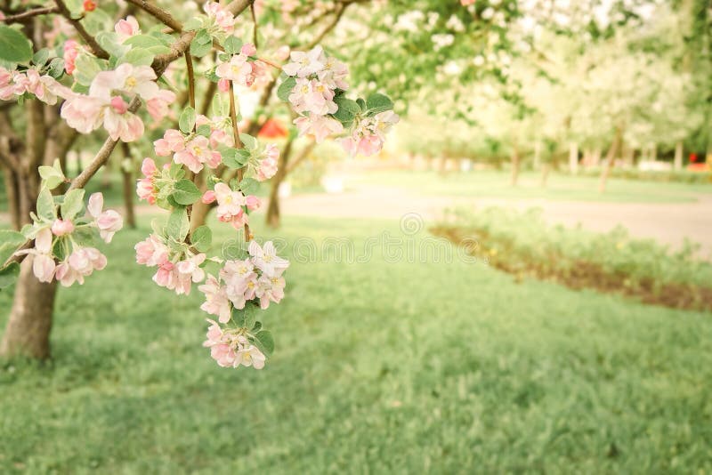 Förgreningar av blommande körsbär som odlas i ekologisk trädgård i utomhusljus. vacker blomstersläktet royaltyfria foton