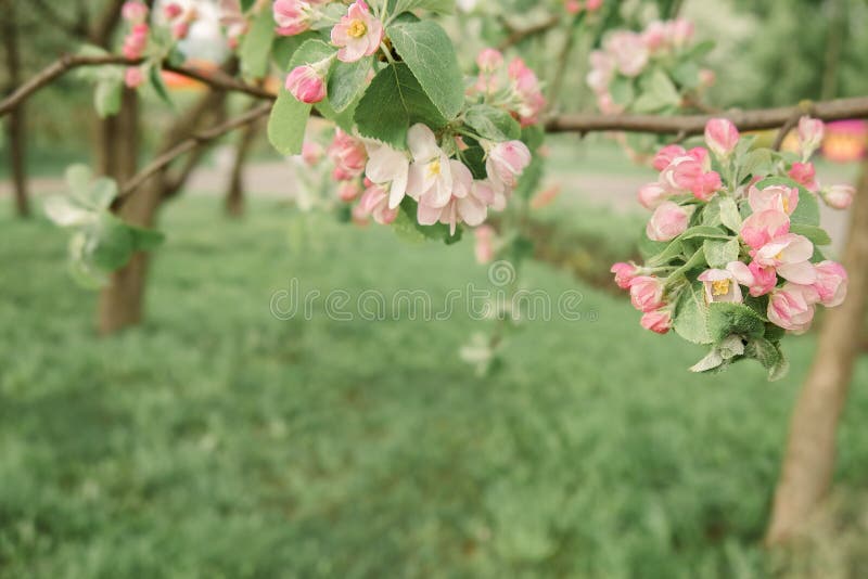 Förgreningar av blommande körsbär som odlas i ekologisk trädgård i utomhusljus. vacker blomstersläktet arkivbild