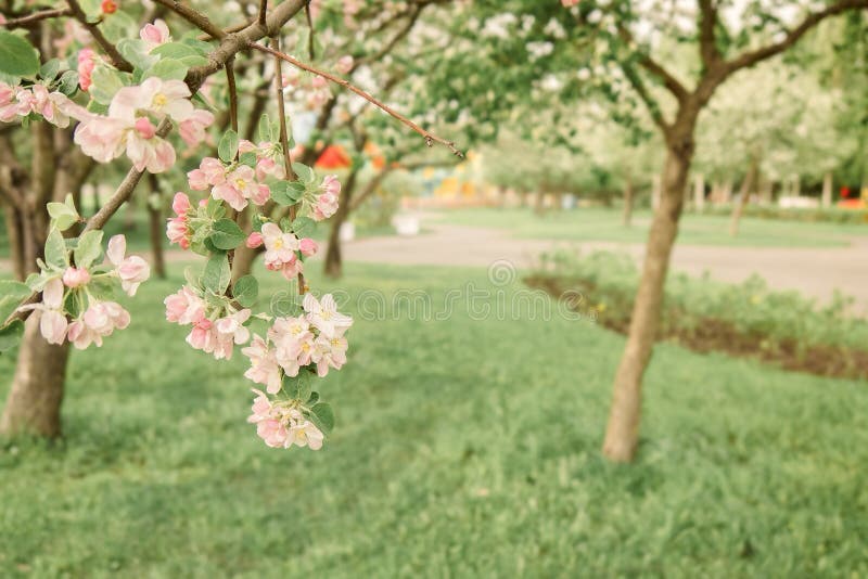 Förgreningar av blommande körsbär som odlas i ekologisk trädgård i utomhusljus. vacker blomstersläktet. Underbart kopieringsutrymme för blomstersakura.