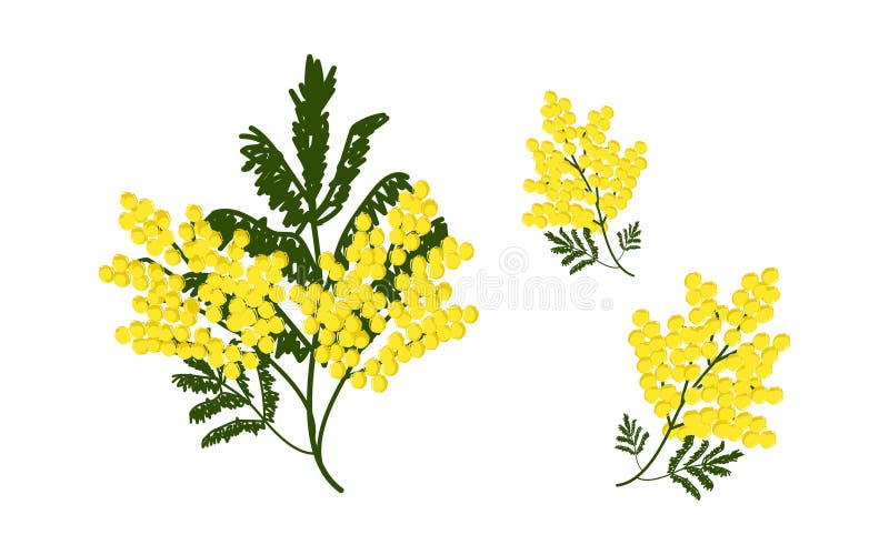 Förgreningar av blommande mimosa-vårblommor royaltyfri illustrationer
