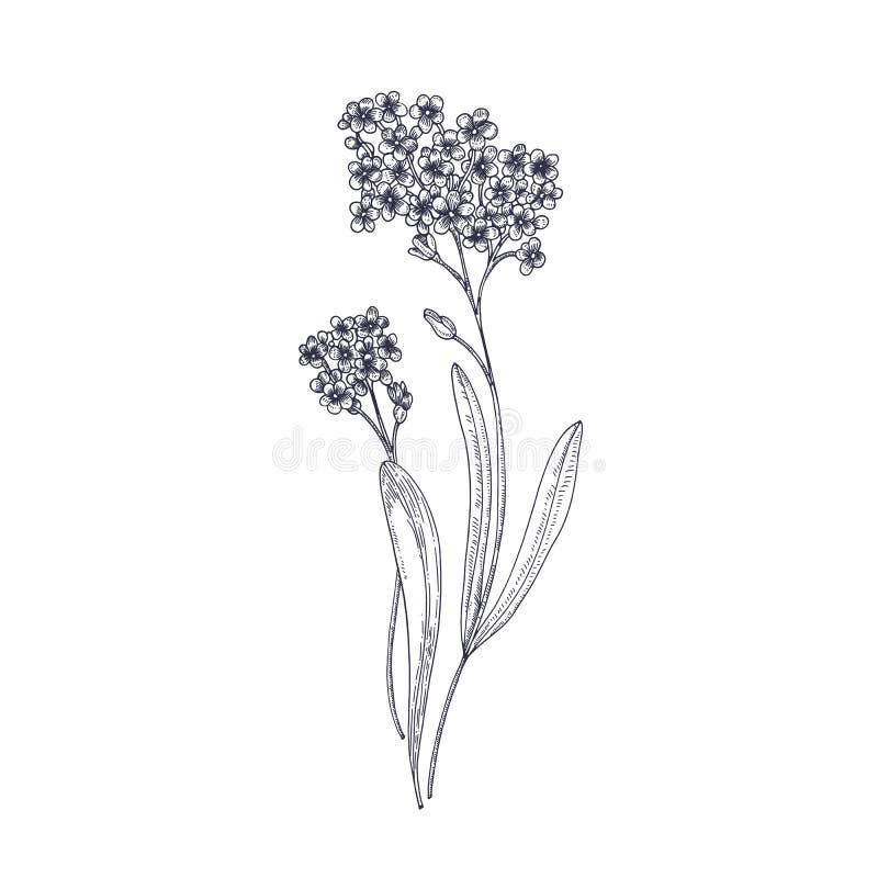 Förgätmigejblommor som isoleras på vit bakgrund Detaljerad teckning av den lösa perenna örtartade blomma växten Hand vektor illustrationer