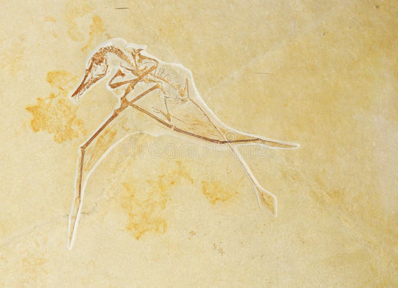 Fossilized bird against stone texture suitable as prehistoric background. Fossilized bird against stone texture suitable as prehistoric background