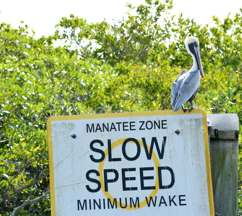 Pelican standing guard on a manatee zone sign in Florida. Pelican standing guard on a manatee zone sign in Florida.