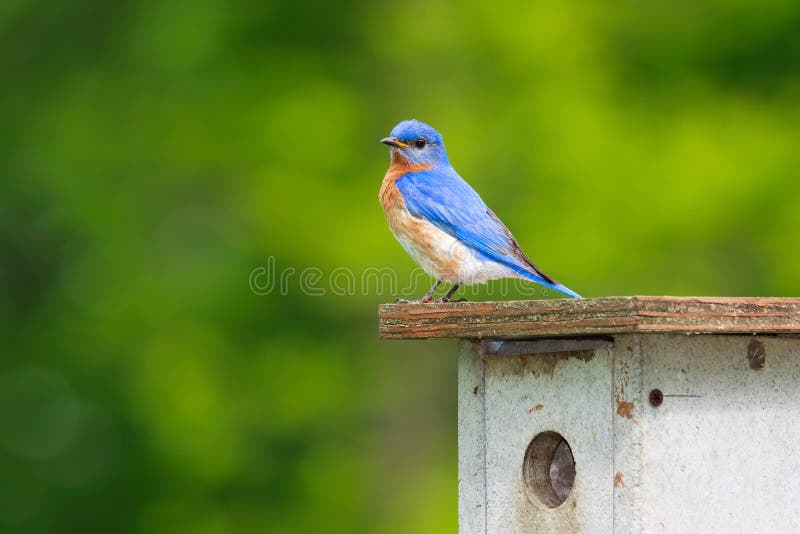 Eastern bluebird stands on top of nesting box looking for his mate. Brilliant blue feathers mixed with his reddish orange colored breast stand out against the forest greens. Eastern bluebird stands on top of nesting box looking for his mate. Brilliant blue feathers mixed with his reddish orange colored breast stand out against the forest greens.