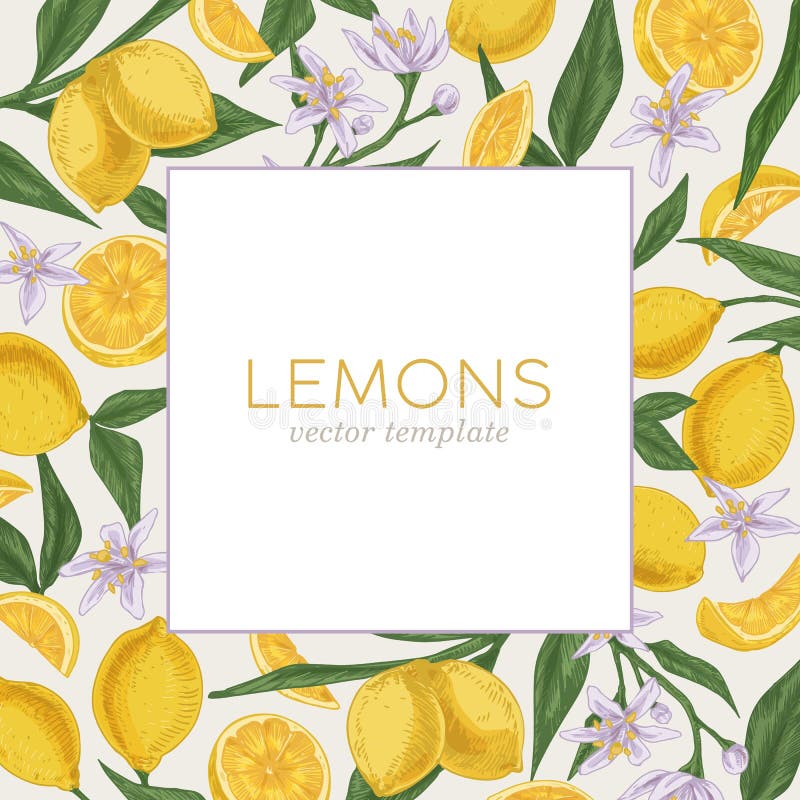 Förpackning eller försättsblad med färska citrusfruktblad och blommor av blomcitronträd. utformning av kvadratiska kort stock illustrationer