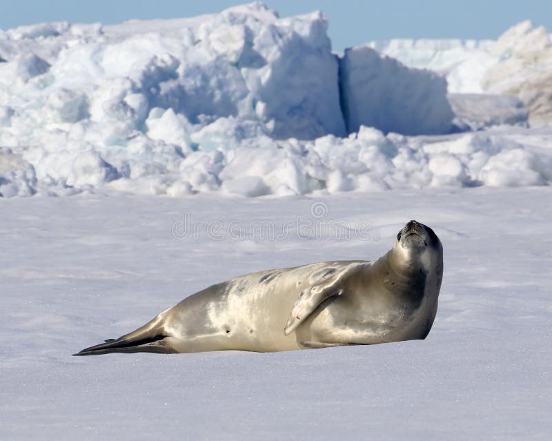 Weddell Seal on Snow Hill Island, Antarctica. Weddell Seal on Snow Hill Island, Antarctica