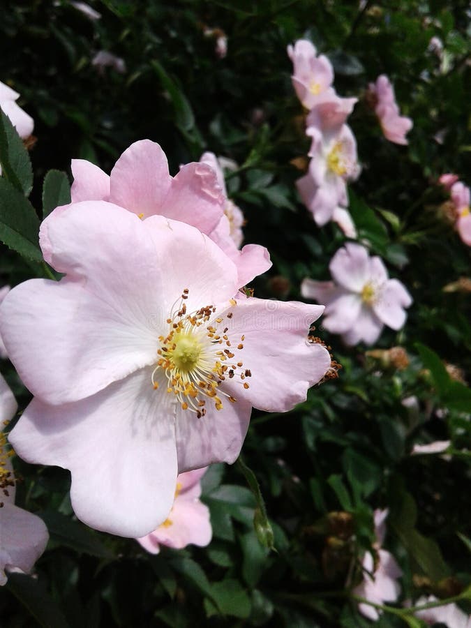 Försiktiga ljusa kronblad Härlig läka växt Dekorativ taggig buske Många stamens och pistillar i höfterna arkivfoto Försiktiga ljusa kronblad Härlig läka växt Dekorativ taggig buske Många stamens och pistillar i höfterna arkivfoto