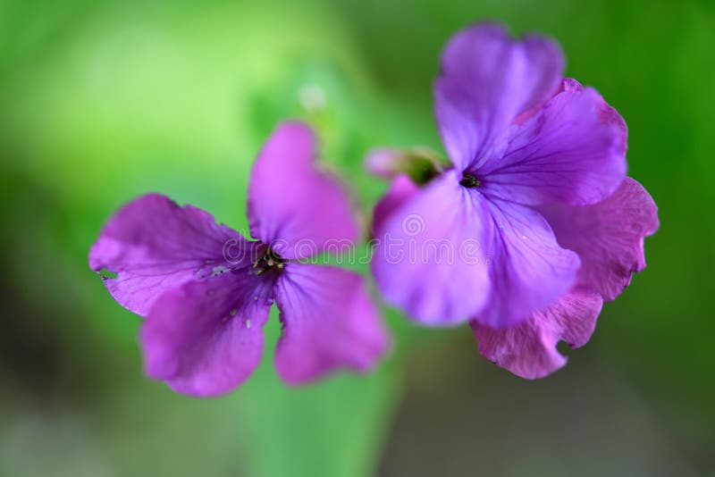 F?rsiktiga mjuka purpurf?rgade blommor av sat?ngblomman arkivfoto F?rsiktiga mjuka purpurf?rgade blommor av sat?ngblomman arkivfoto