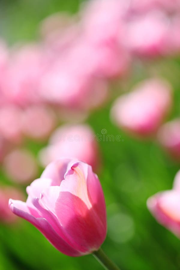försiktiga rosa tulpan för fältblomma royaltyfri bild försiktiga rosa tulpan för fältblomma royaltyfri bild