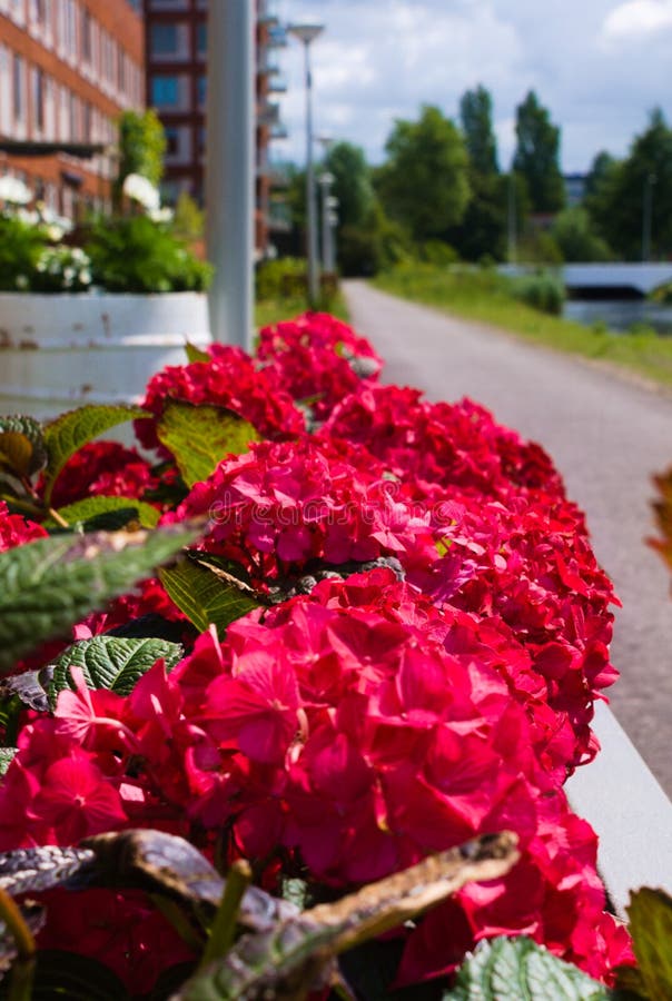 Först blomma av blommor i sommaren arkivbild Först blomma av blommor i sommaren arkivbild