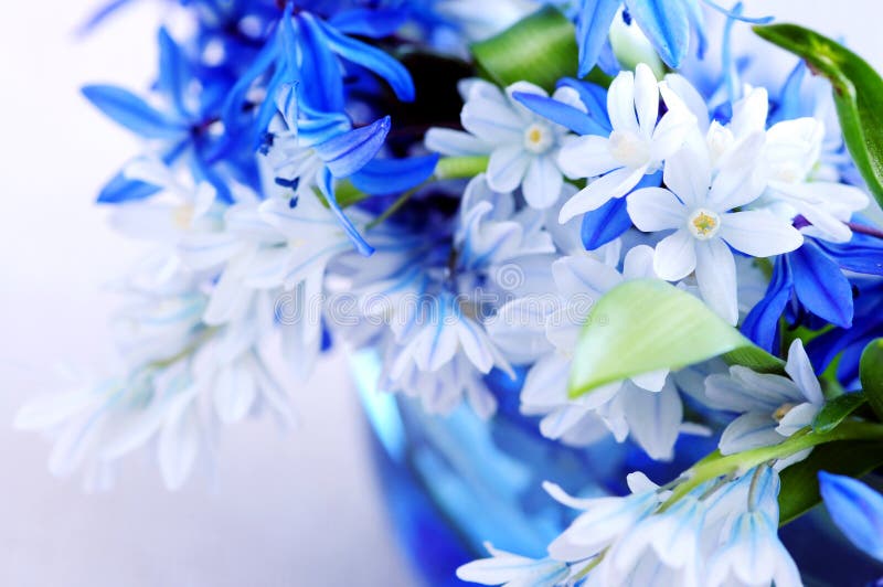 Blue bouquet of first spring flowers closeup. Blue bouquet of first spring flowers closeup