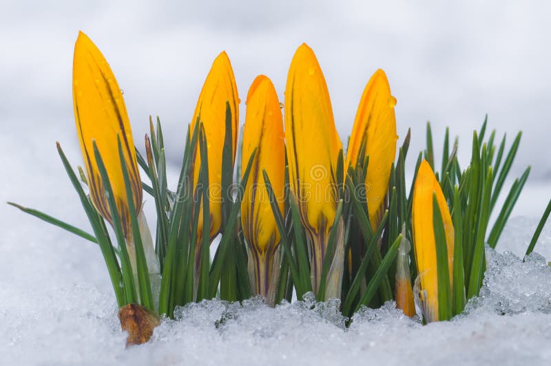 första blommafjäder Gula krokusar som växer bland snö royaltyfri foto första blommafjäder Gula krokusar som växer bland snö royaltyfri foto