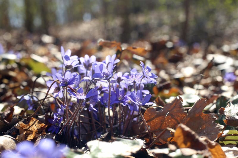 Första blåsippa för vårblommaanemon royaltyfria bilder Första blåsippa för vårblommaanemon royaltyfria bilder