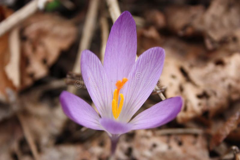 Första frukter av blommor kommande fjäder här ankommer de första växterna av marsblom, den bra säsongen royaltyfria bilder Första frukter av blommor kommande fjäder här ankommer de första växterna av marsblom, den bra säsongen royaltyfria bilder
