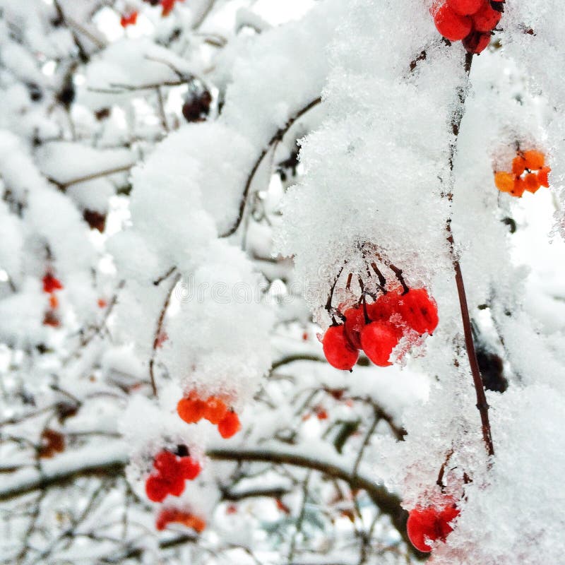 första snowvinter arkivfoton första snowvinter arkivfoton