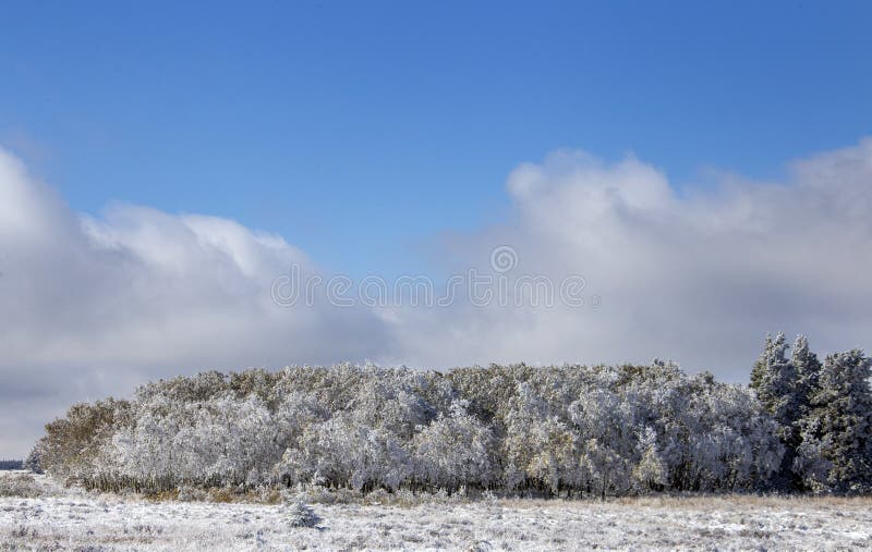Första snöfall för cypresskullar. Första snöfall Alberta Saskatchewan Canada för cypresskullar