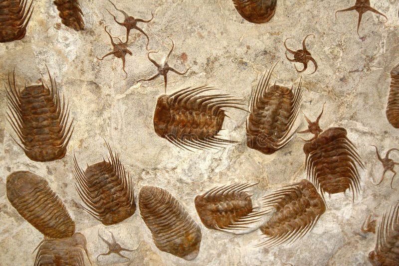 Petrified fossil starfishes and trilobites in stone. Petrified fossil starfishes and trilobites in stone