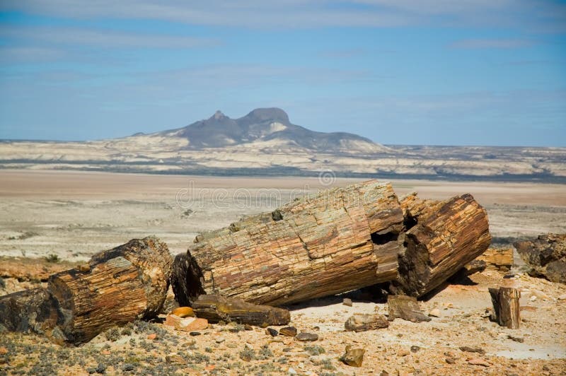 Petrified wood in Patagonia, Argentina. Petrified wood in Patagonia, Argentina.