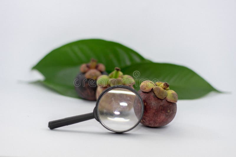 F?rstoringsglas mangosteensidor, vit bakgrund royaltyfria bilder F?rstoringsglas mangosteensidor, vit bakgrund royaltyfria bilder