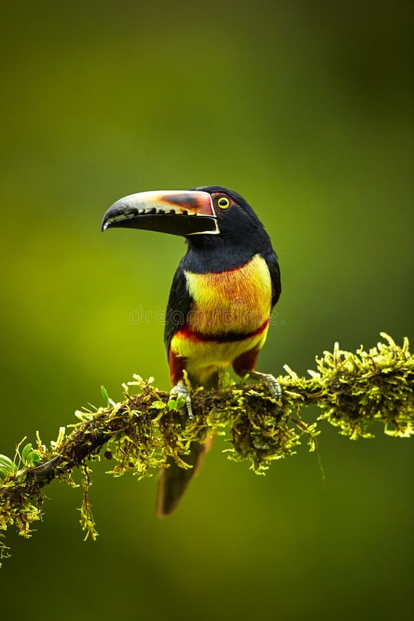 Försåg med krage Aracari, Pteroglossus torquatus, fågel med den stora räkningen Till arkivfoton Försåg med krage Aracari, Pteroglossus torquatus, fågel med den stora räkningen Till arkivfoton