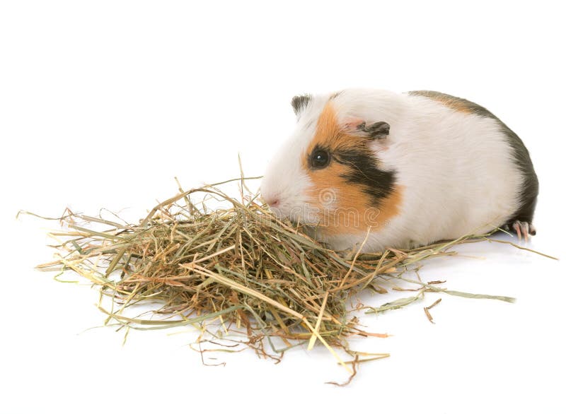 Guinea pig in front of white background. Guinea pig in front of white background