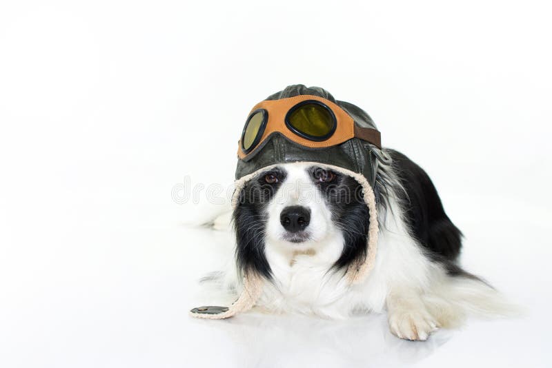 FÖRTJUSANDE BORDER COLLIE HUND SOM NER LIGGER I GOLVET SOM BÄR ETT PILOTH royaltyfri fotografi