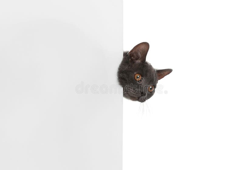 Förtjusande grå brittisk Shorthair katt med affischen arkivbilder Förtjusande grå brittisk Shorthair katt med affischen arkivbilder