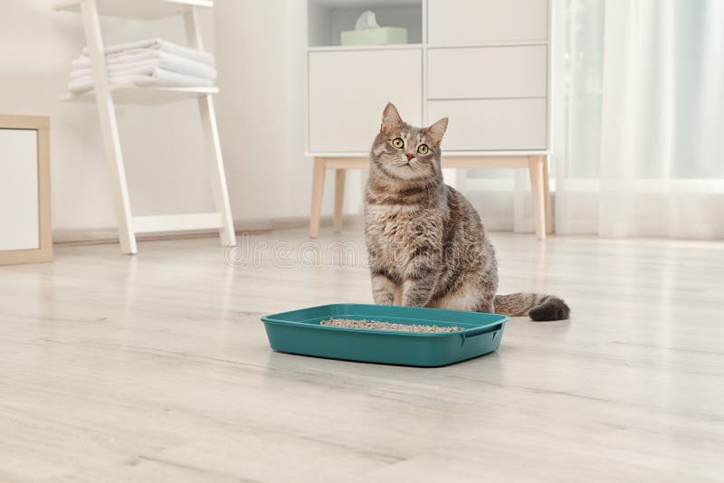 Förtjusande grå katt nära kullasken inomhus royaltyfri fotografi Förtjusande grå katt nära kullasken inomhus royaltyfri fotografi