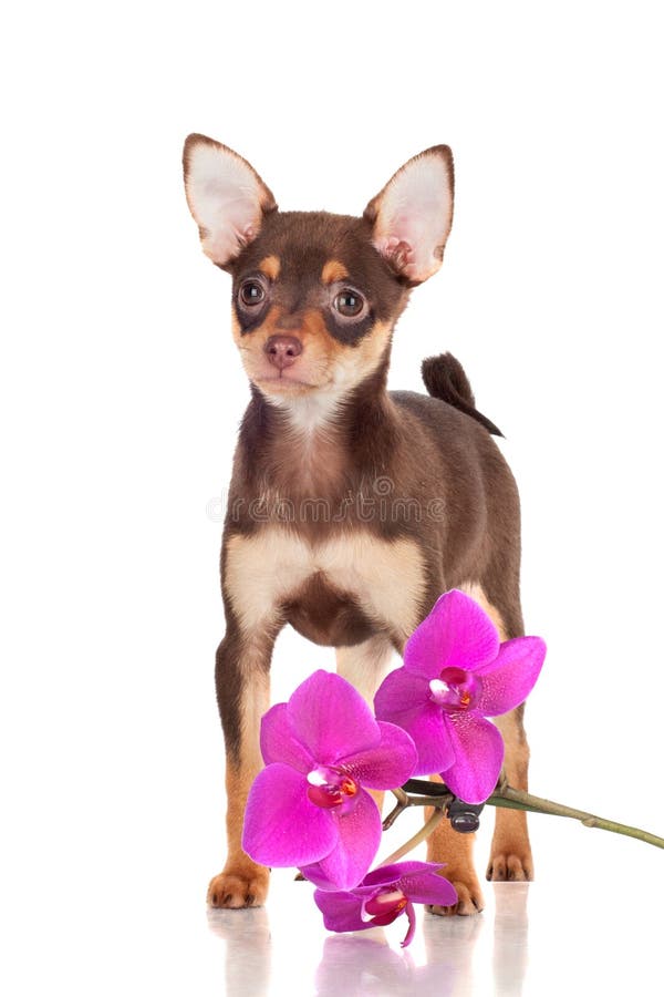 Förtjusande liten valp med en orchidblomma royaltyfri fotografi