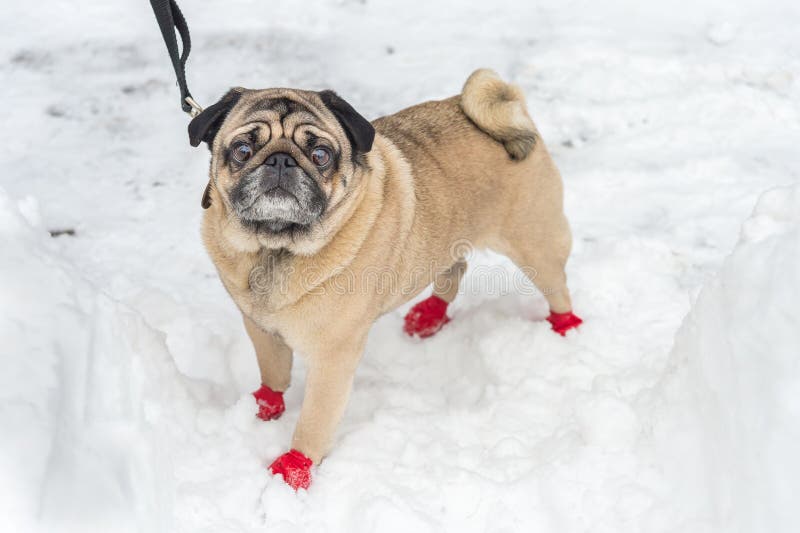 Förtjusande mops som bär röda kängor arkivfoton Förtjusande mops som bär röda kängor arkivfoton