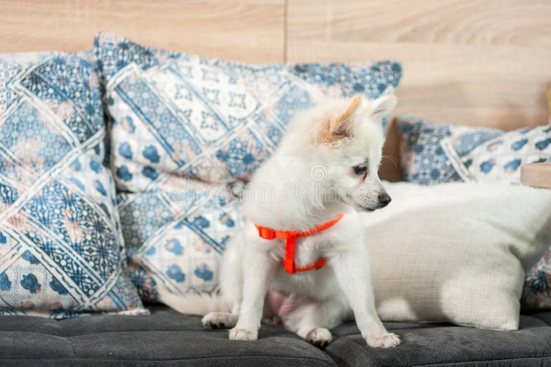 Förtjusande och gulligt litet vitt tyskt sammanträde för hund för SpitzMittel valp på soffan royaltyfria foton Förtjusande och gulligt litet vitt tyskt sammanträde för hund för SpitzMittel valp på soffan royaltyfria foton