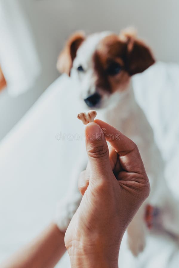 Förtjusande stålarrussell hund som får en kaka som en fest för bra uppförande från handen av dess ägare Hem- fritid man f?r begre arkivbild Förtjusande stålarrussell hund som får en kaka som en fest för bra uppförande från handen av dess ägare Hem- fritid man f?r begre arkivbild