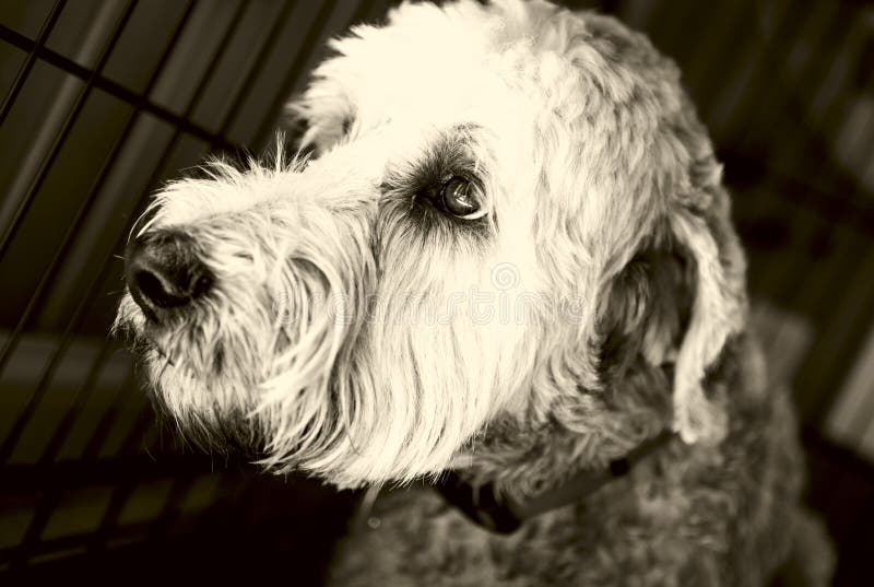 förtvivlanhund arkivfoton förtvivlanhund arkivfoton