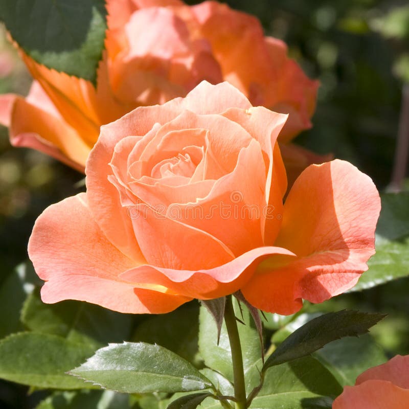 Beautiful rose flowers under great sunlight in Seattle Rose Garden. Beautiful rose flowers under great sunlight in Seattle Rose Garden.