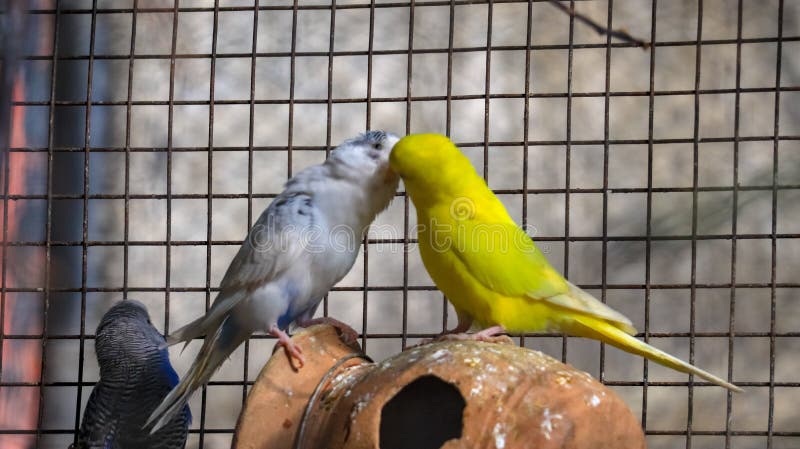 Förälskelsefåglar Budgie fotografering för bildbyråer Förälskelsefåglar Budgie fotografering för bildbyråer