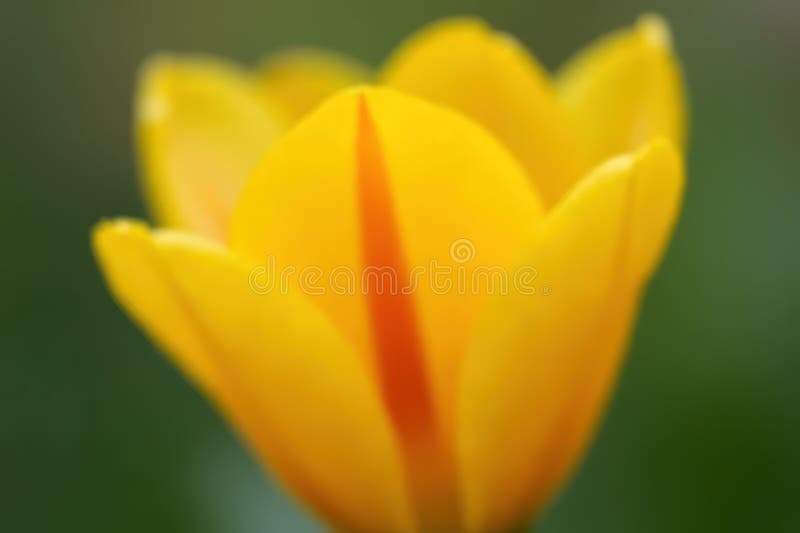 Förändrad blomning Elegance : A Glimmering Primrose Journey royaltyfri illustrationer