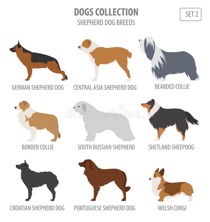 Führen Sie Hunderassen, die Schäferhundsammlung, die auf Weiß lokalisiert wird flach