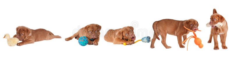 Fünf Dogue De Bordeaux Puppies, der mit Spielwaren spielt lizenzfreies stockfoto Fünf Dogue De Bordeaux Puppies, der mit Spielwaren spielt lizenzfreies stockfoto