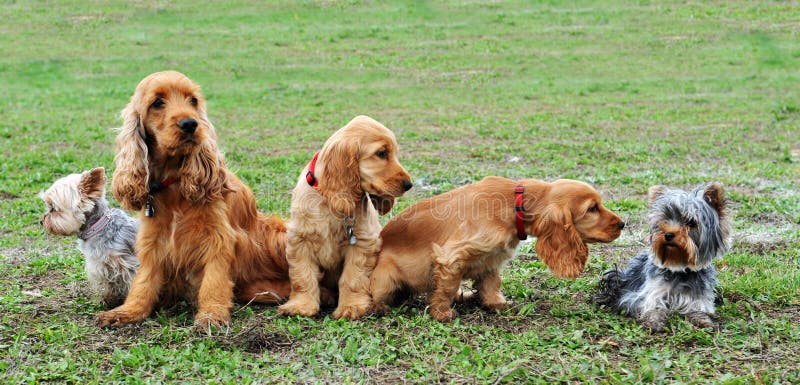 Fünf kleine Hunde stockfoto Fünf kleine Hunde stockfoto