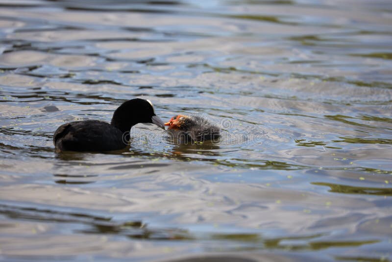 Fütterungsblässhuhnküken des erwachsenen Blässhuhns im Teich, buschiger Park, London stockbilder Fütterungsblässhuhnküken des erwachsenen Blässhuhns im Teich, buschiger Park, London stockbilder